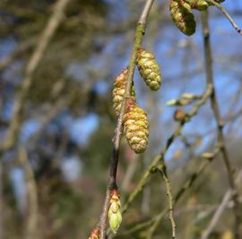   Inflorescence:   Carpinus turczaninowii ; Photo by M. Andreoni, flickr.com
